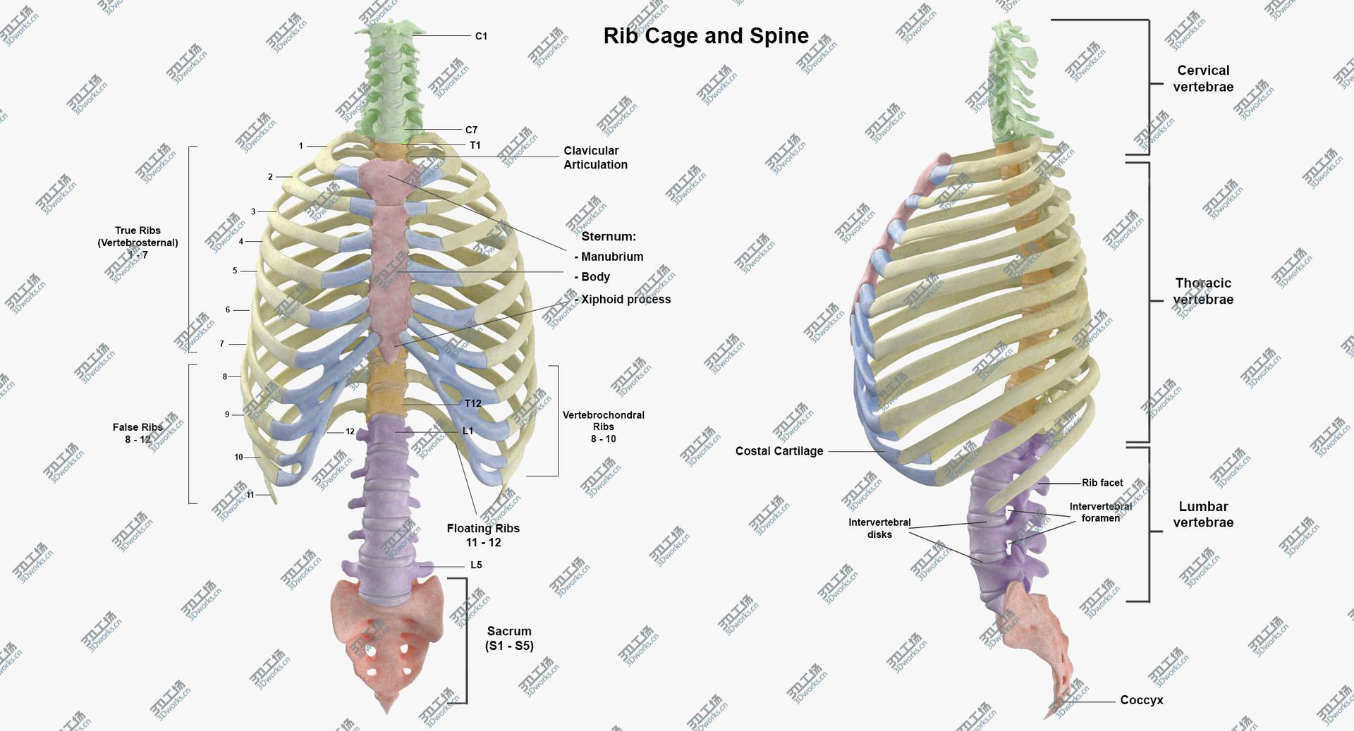 images/goods_img/202104023/Real Human Rib Cage Spine Male Skull Calvicle and Scapula Bones Anatomy White 01 3D model/5.jpg